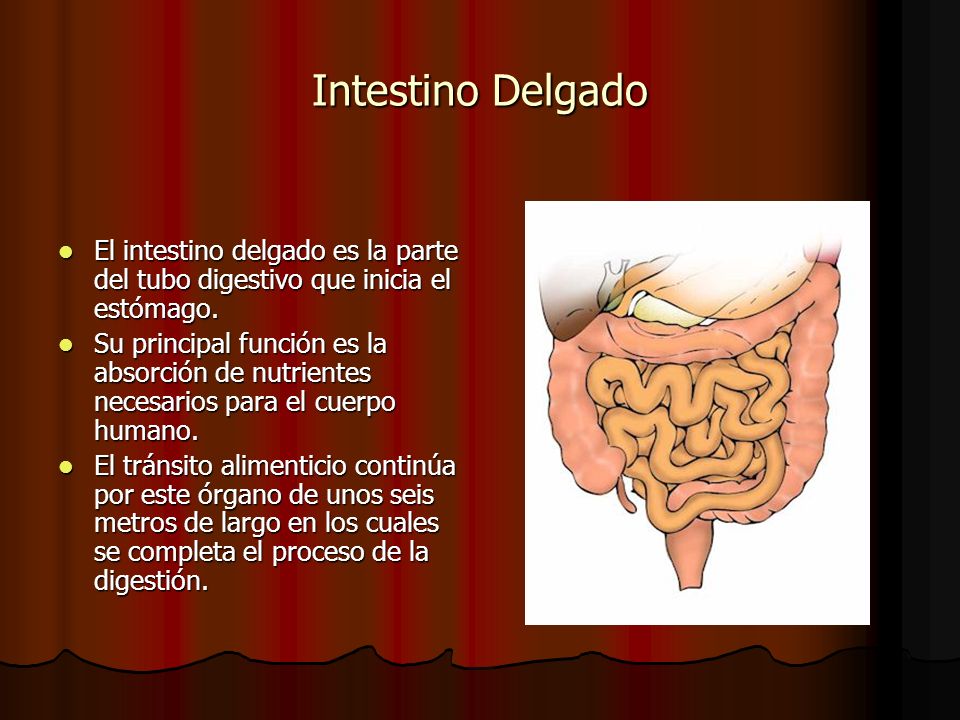 funcion del higado en el tubo digestivo